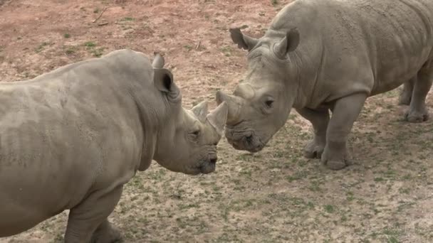 Rinoceronte Blanco Del Sur Ceratotherium Simum Simum Animales Salvajes Especies — Vídeo de stock