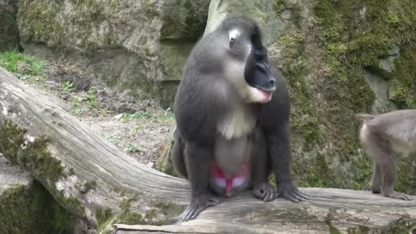 Macaco Furadeira Mandrillus Leucophaeus Descansando Área Habitat Natural Espécies Animais — Vídeo de Stock