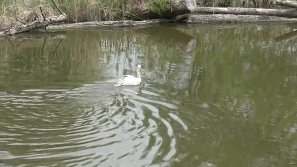 Pelikan Auf Wasser Pelecanus Rufescens Wasservögel — Stockvideo