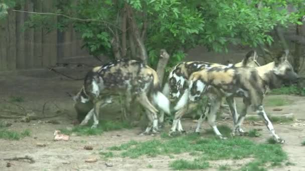 Perro Salvaje Africano Lycaon Pictus — Vídeos de Stock