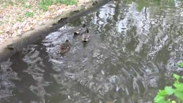 Pájaro Salvaje Hábitat Natural Anas Crecca — Vídeo de stock