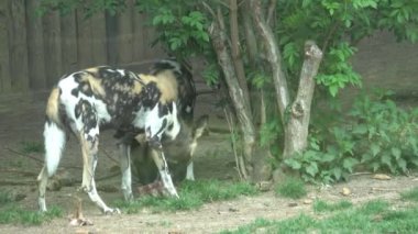Afrika vahşi köpeği (Lycaon pictus)