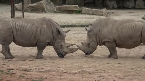 Rinoceronte Blanco Del Sur Ceratotherium Simum Simum Animales Salvajes Especies — Vídeos de Stock