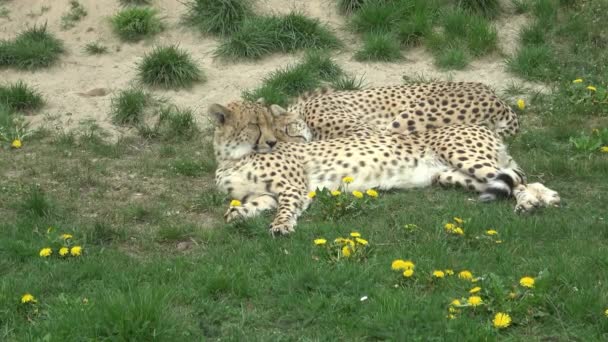 Портрет Гепарда Acinonyx Jubatus — стоковое видео