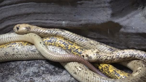 Cabo Cobra Naja Nivea Serpiente Muy Peligrosa — Vídeo de stock