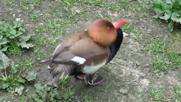 Wildvogel Einem Natürlichen Lebensraum Anas Crecca — Stockvideo