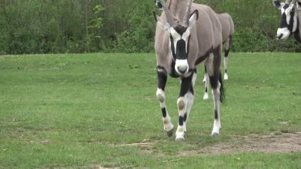 Oryx Sud Africain Oryx Gazella Belle Antilope — Video