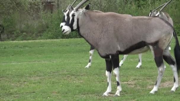 Orlen Południowoafrykański Oryx Gazella Piękna Antylopa — Wideo stockowe
