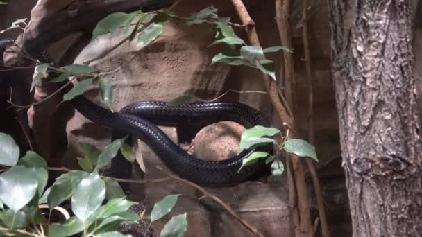 Mamba Negra Dendroaspis Polylepis Uma Serpente Extremamente Venenosa — Vídeo de Stock