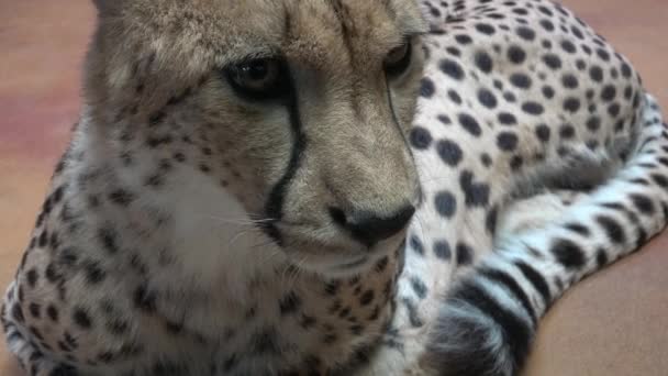 Cheetah Portrait Acinonyx Jubatus — Stock Video