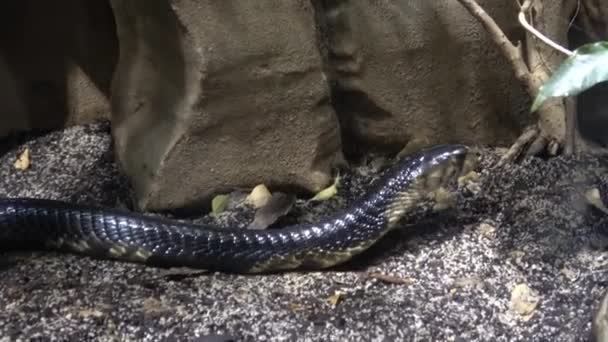 Černá Mamba Dendroaspis Polylepis Mimořádně Jedovatý Had — Stock video