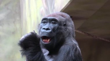 Goril sebze yeme. Goril (Gorilla goril) sahip öğle yemeği. Baskın bir erkek goril portresi. 