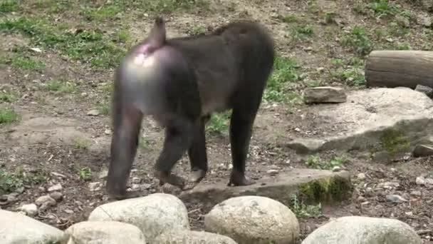 Singe de forage, Mandrillus leucophaeus, se reposant dans la zone d'habitat naturel. Animaux d'espèces gravement menacés . 