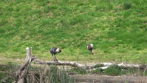 Witte Gekroonde Kraanvogel Balearica Regulorum — Stockvideo