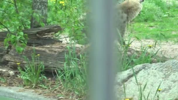 Fläckig Hyena Crocuta Crocuta Promenader — Stockvideo