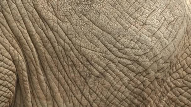 African Bush Elephant Loxodonta Africana Skin — Stock Video