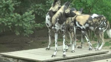 Afrika vahşi köpeği (Lycaon pictus)