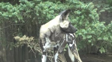 Afrika vahşi köpeği (Lycaon pictus)