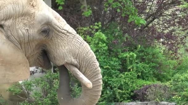 Elefante Arbusto Africano Loxodonta Africana — Vídeos de Stock