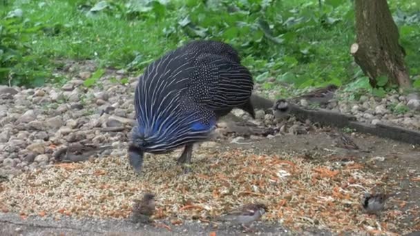 Vulturine Guineafuil Acrylium Vulturinum Eten Van Voedsel — Stockvideo