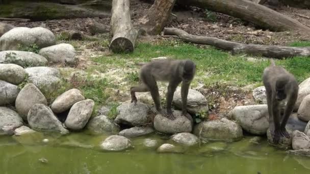 Opičí Opice Mandrillus Leucophaeus Která Odpočívá Oblasti Přírodních Stanovišť Kriticky — Stock video