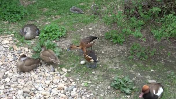 Kachny Chrání Svá Vajíčka Vodní Ptactvo — Stock video