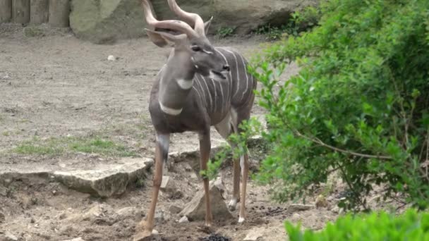 Büyük Erkek Kudu Antilop Tragelaphus Strepsiceros — Stok video