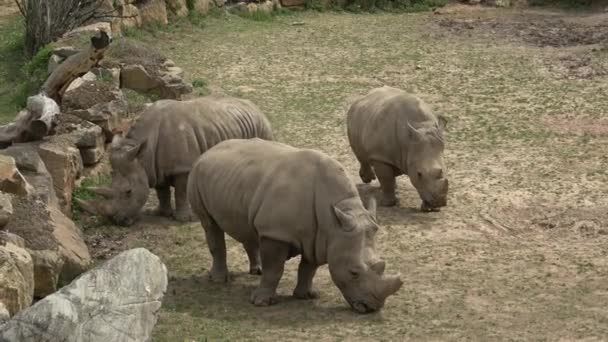 Rhinocéros blanc du Sud (Ceratotherium simum simum). Animaux sauvages. Espèces animales gravement menacées .