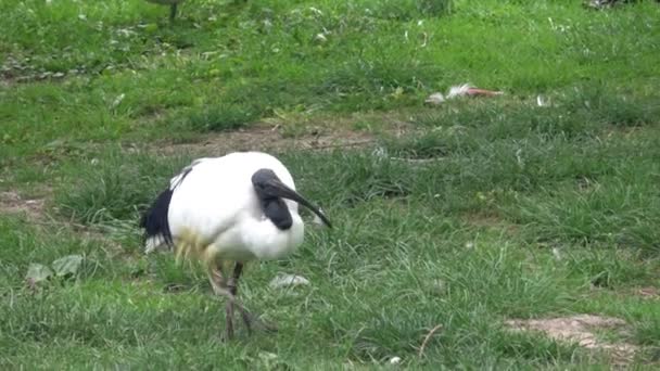 Ibis Sagrado Africano Threskiornis Aethiopicus Caminando Sobre Hierba — Vídeo de stock