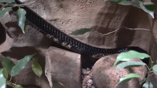 Cobra Florestal Naja Melanoleuca Ramo Animais Perigosos — Vídeo de Stock