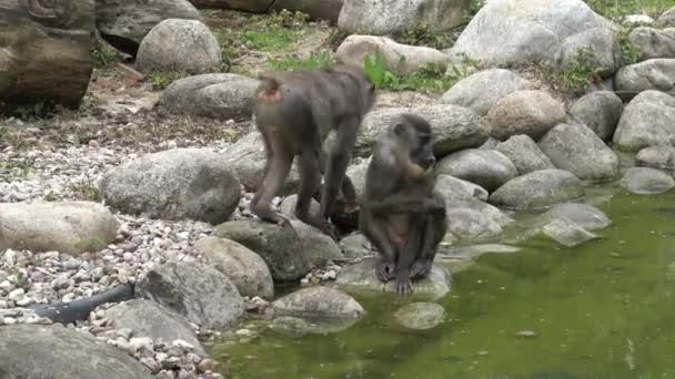 Opičí Opice Mandrillus Leucophaeus Která Odpočívá Oblasti Přírodních Stanovišť Kriticky — Stock video