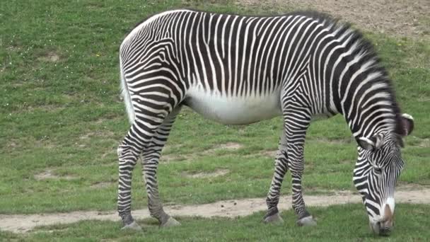 Zebra Grevy Equus Grevyi Pastando — Vídeo de Stock