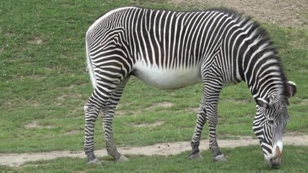 Paska grevy s Zebra (Equus grevyi)