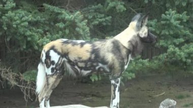 Afrika vahşi köpeği (Lycaon pictus)