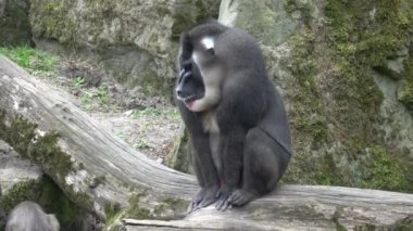 Matkap maymun, Mandrillus leucophaeus, doğa habitat alanında istirahat. Kritik tehlike altındaki türler hayvanlar. 