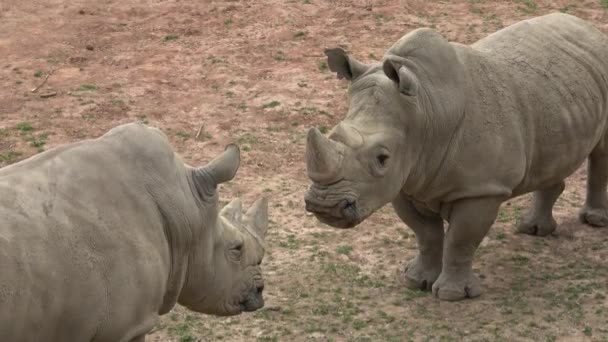Rinoceronte Blanco Del Sur Ceratotherium Simum Simum Especies Animales Peligro — Vídeos de Stock