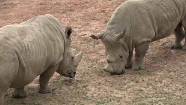 Стадо Носорогов Поедающих Зеленую Траву Ceratotherium Simum Simum — стоковое видео