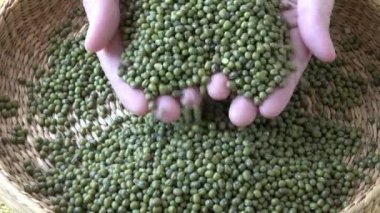 Taze mungo fasulyesi. Sepette yeşil fasulye (Vigna radiata)