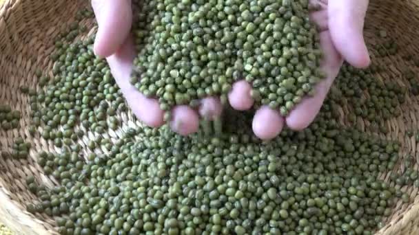 Frijoles Mungo Frescos Judías Verdes Cesta Vigna Radiata — Vídeo de stock