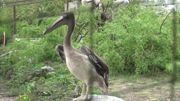 Pelicano Cinzento Belo Pelicano Parque — Vídeo de Stock