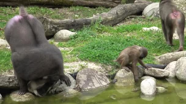 Family Monkeys Drinking Water Mandrillus Leucophaeus — Stock Video