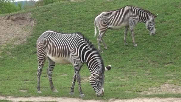 Zebra Besättning Gräs Equus Grevyi — Stockvideo