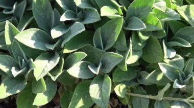 Kuzu kulaklı bitkilerin genç yaprakları (stachys byzantina )