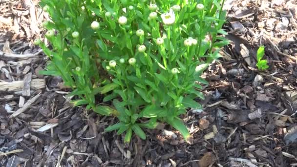 Leucanthemum Vulgare Biała Stokrotka Ogrodzie — Wideo stockowe