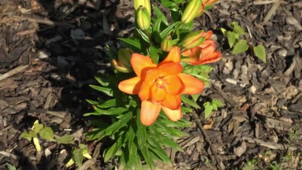 Красивая Оранжевая Лилия Lilium Bulbiferum — стоковое видео