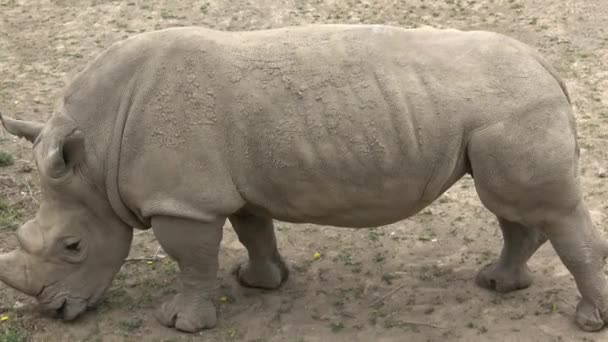 Southern White Rhinoceros Ceratotherium Simum Simum Wildlife Animal Critically Endangered — Stock Video