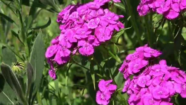 庭に咲く美しいカラフルなダイアンサスの花 ディアンサス チネンシス — ストック動画