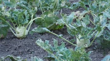Bitkiler sahada hasar gördü. Brassica oleracea. Tarım alanında büyüyen kohlrabi bitkisinin kapatılması