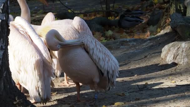 나누스 Pelecanus Onocrotalus 펠리컨 Eastern White Pelican 펠리칸 Rosy Pelican — 비디오