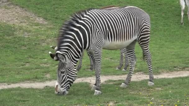 Grevy Zebra Equus Grevyi Legelő — Stock videók